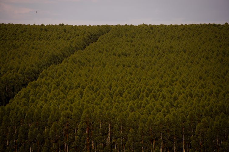 Produção florestal do país cresce 16,7% e chega a R$ 44,3 bi em 2024
