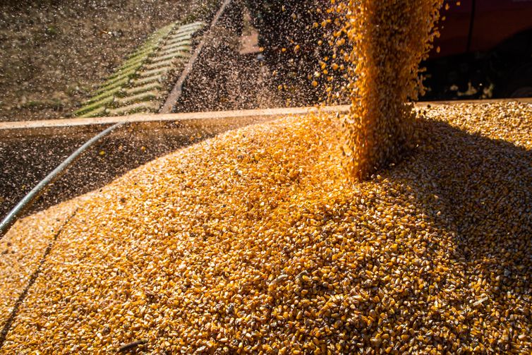 Valor da produção agrícola brasileira recua 3,9% em 2024, mostra IBGE